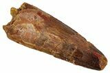 Fossil Spinosaurus Tooth - Real Dinosaur Tooth #333663-1